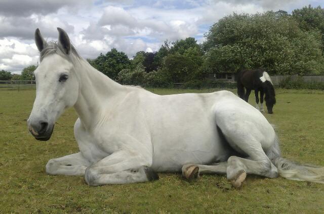 Equestrian Livery Surrey Holly Bush Pony