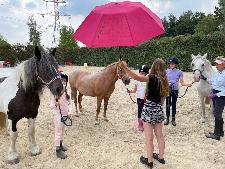 Livery Yard Riding Centre Equine Therapy in Byfleet and Surrey